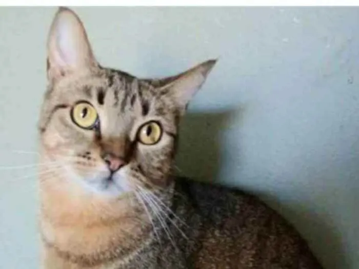 Gato ra a srd tigradinha idade 2 anos nome NALA