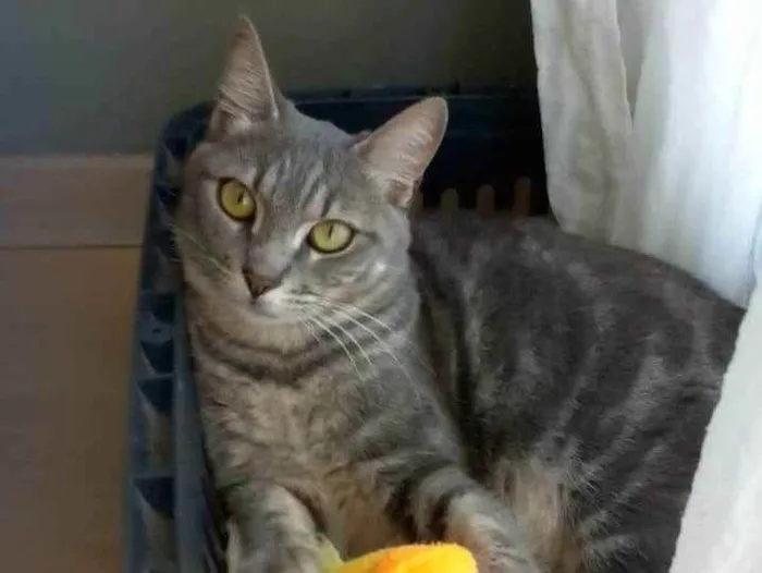 Gato ra a srd tigradinha idade 2 anos nome ADELLY