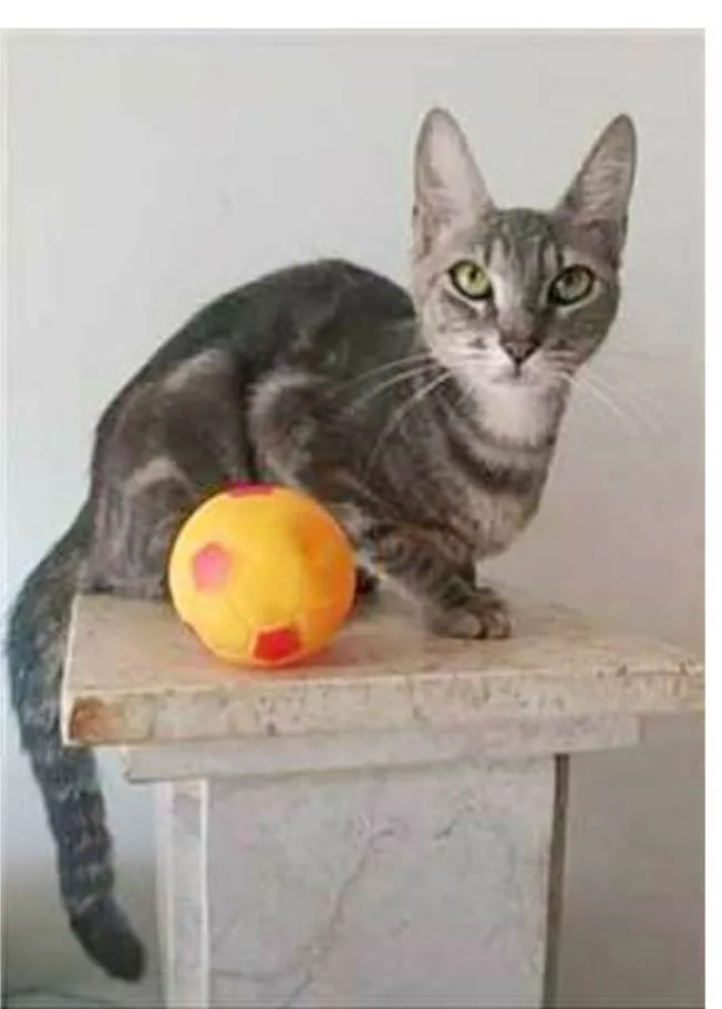 Gato ra a srd tigradinha idade 2 anos nome ADELLY