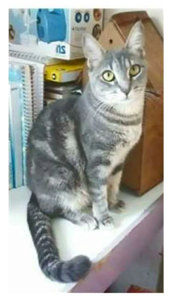 Gato ra a srd tigradinha idade 2 anos nome ADELLY