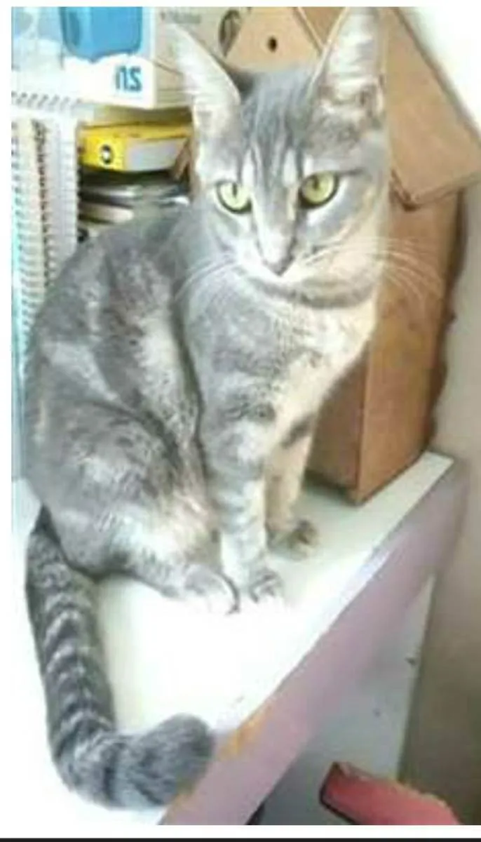 Gato ra a srd tigradinha idade 2 anos nome ADELLY