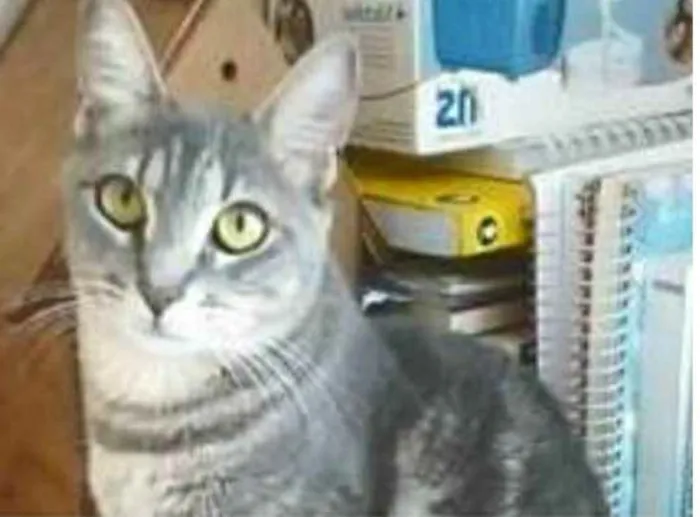 Gato ra a srd tigradinha idade 2 anos nome ADELLY