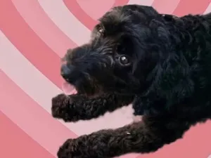 Cachorro raça Poodle  idade 1 ano nome Bob Poodle urgente 
