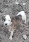 Filhotes 3 meses