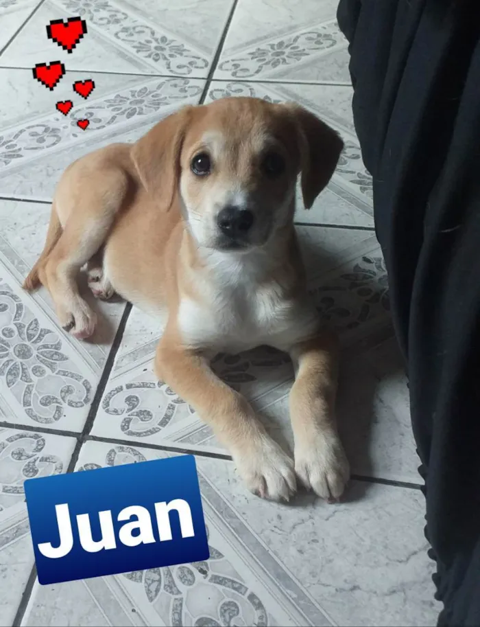 Cachorro raça Srd idade 2 a 6 meses nome Juan