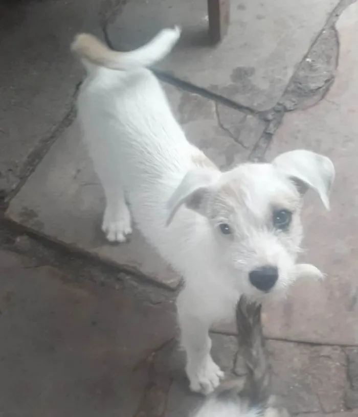 Cachorro ra a SRD idade 2 a 6 meses nome Filhotes 3 meses 