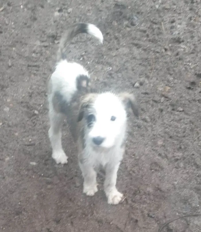 Cachorro ra a SRD idade 2 a 6 meses nome Filhotes 3 meses 