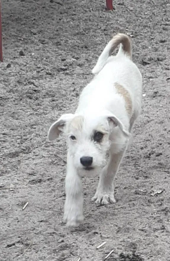 Cachorro ra a SRD idade 2 a 6 meses nome Filhotes 3 meses 