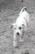 Filhotes 3 meses