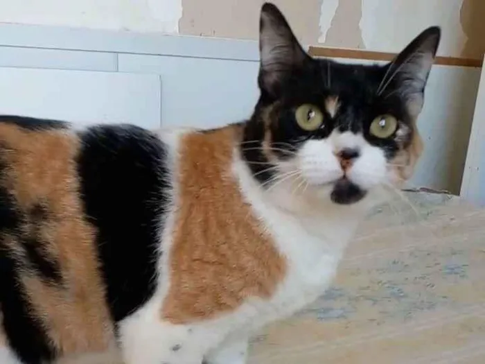 Gato ra a srd tricolor idade 1 ano nome SARA