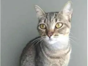 Gato raça srd tigradinha idade 2 anos nome NALA