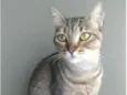 NALA
