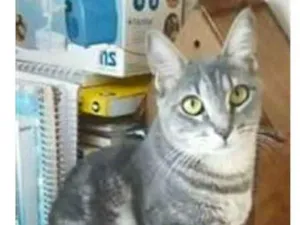 Gato raça srd tigradinha idade 2 anos nome ADELLY