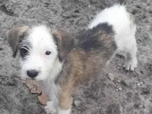 Cachorro raça SRD idade 2 a 6 meses nome Filhotes 3 meses 