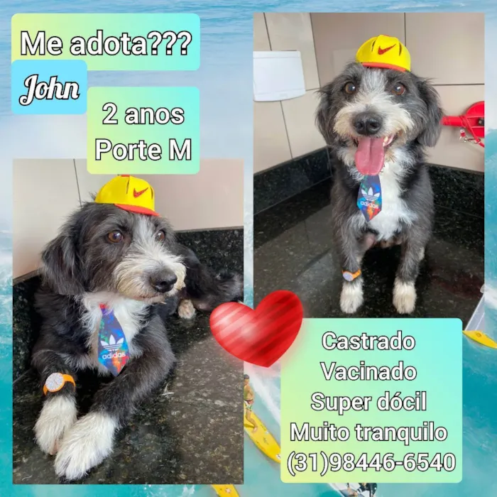 Cachorro raça SRD idade 2 anos nome John