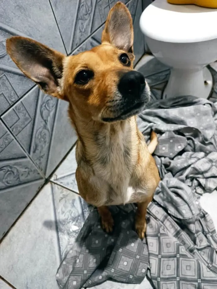 Cachorro ra a Vira-lata  idade 2 anos nome Luna