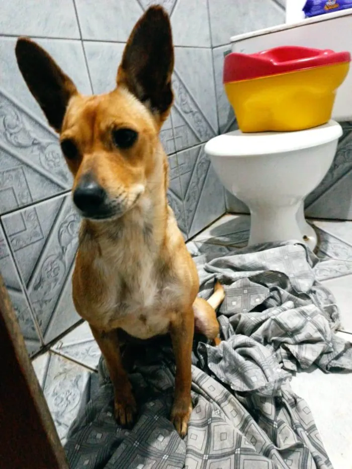 Cachorro ra a Vira-lata  idade 2 anos nome Luna