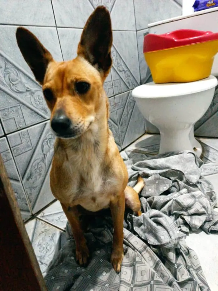 Cachorro ra a Vira-lata  idade 2 anos nome Luna