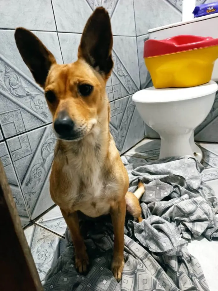 Cachorro ra a Vira-lata  idade 2 anos nome Luna