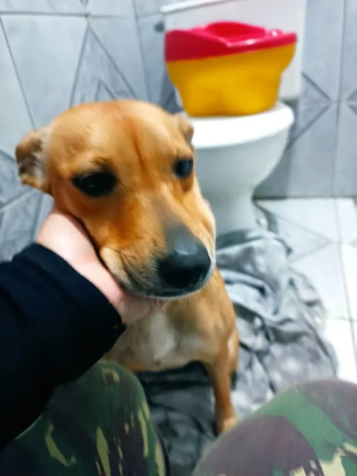 Cachorro ra a Vira-lata  idade 2 anos nome Luna