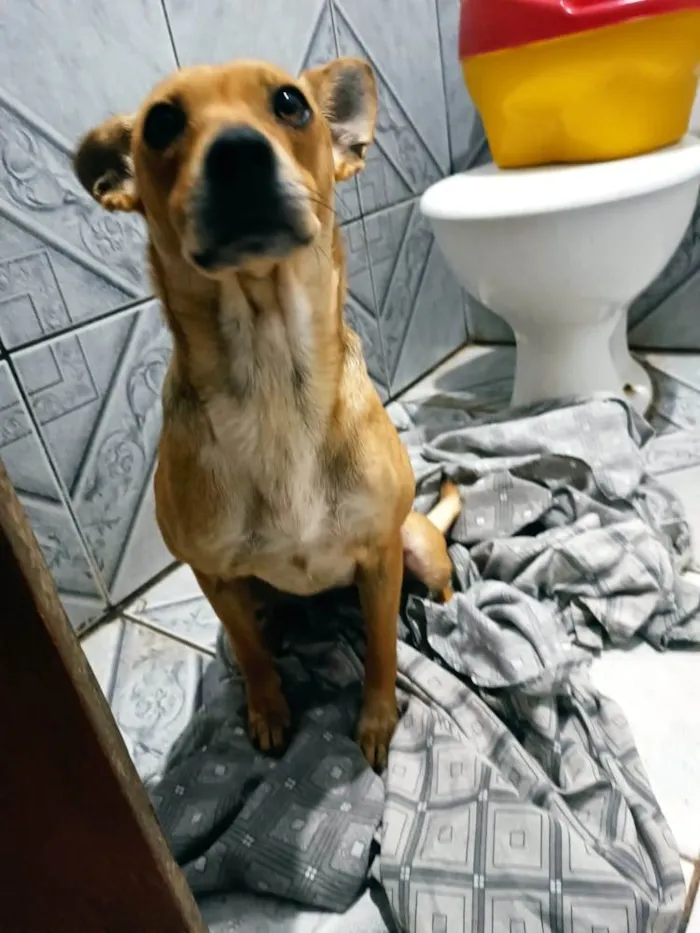 Cachorro ra a Vira-lata  idade 2 anos nome Luna