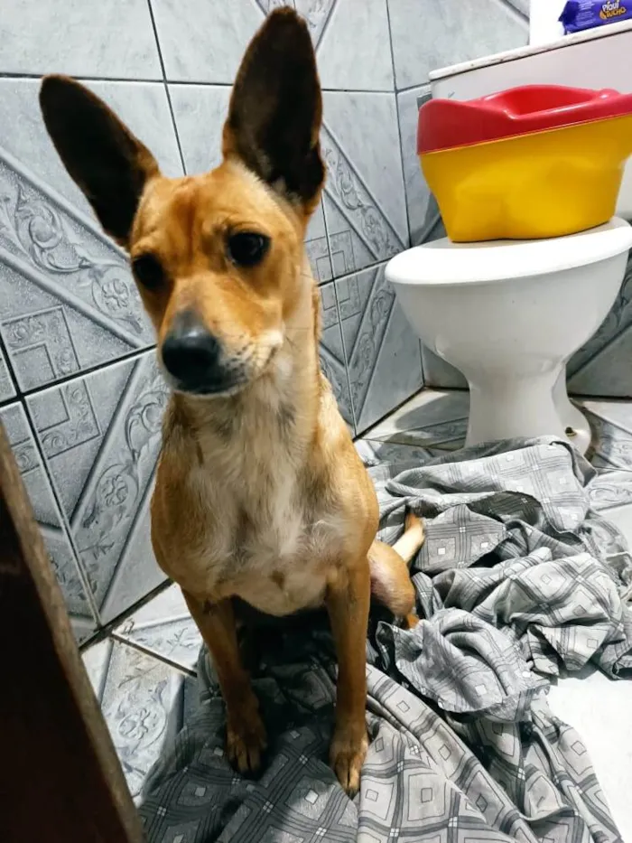 Cachorro ra a Vira-lata  idade 2 anos nome Luna