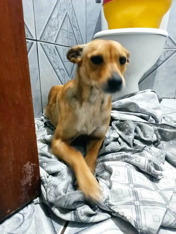 Cachorro ra a Vira-lata  idade 2 anos nome Luna