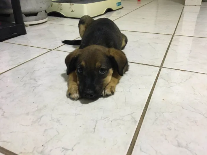 Cachorro ra a Vira lata idade Abaixo de 2 meses nome Não tem nome