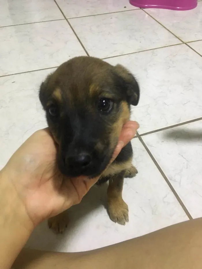 Cachorro ra a Vira lata idade Abaixo de 2 meses nome Não tem nome