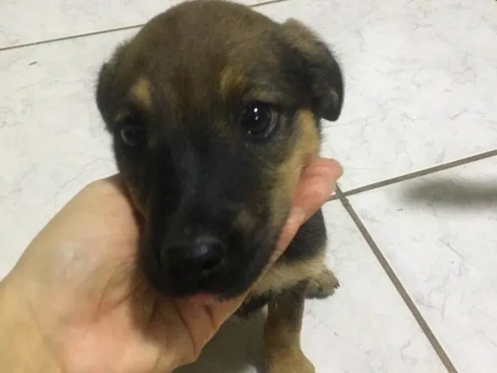 Cachorro ra a Vira lata idade Abaixo de 2 meses nome Não tem nome