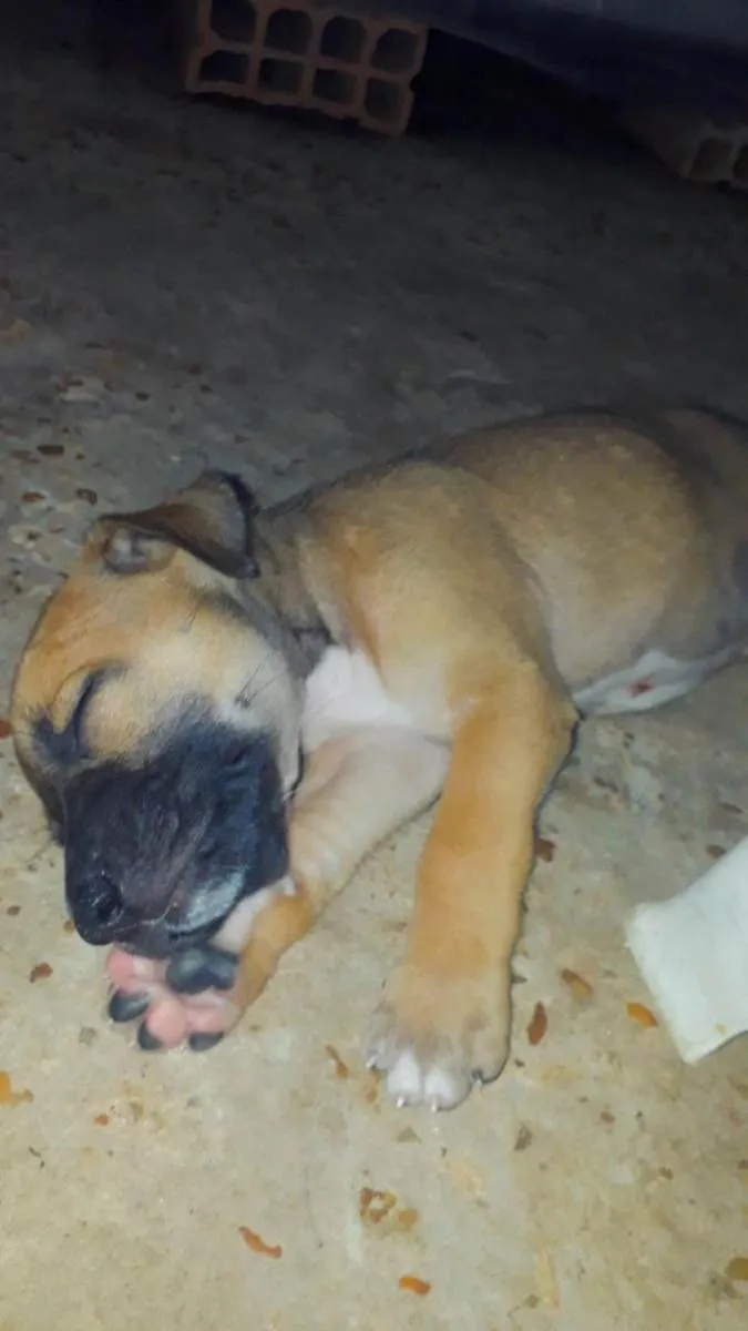 Cachorro ra a SRD idade Abaixo de 2 meses nome Babi