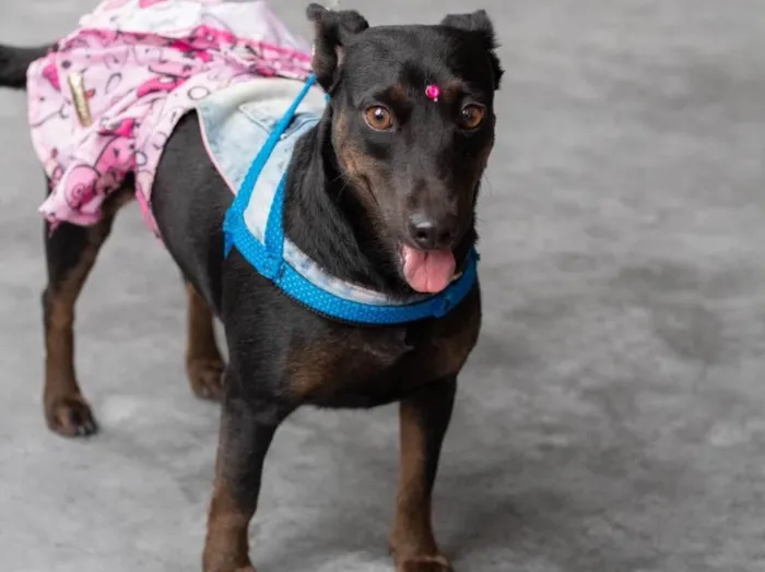 Cachorro ra a  idade 2 anos nome Safira 