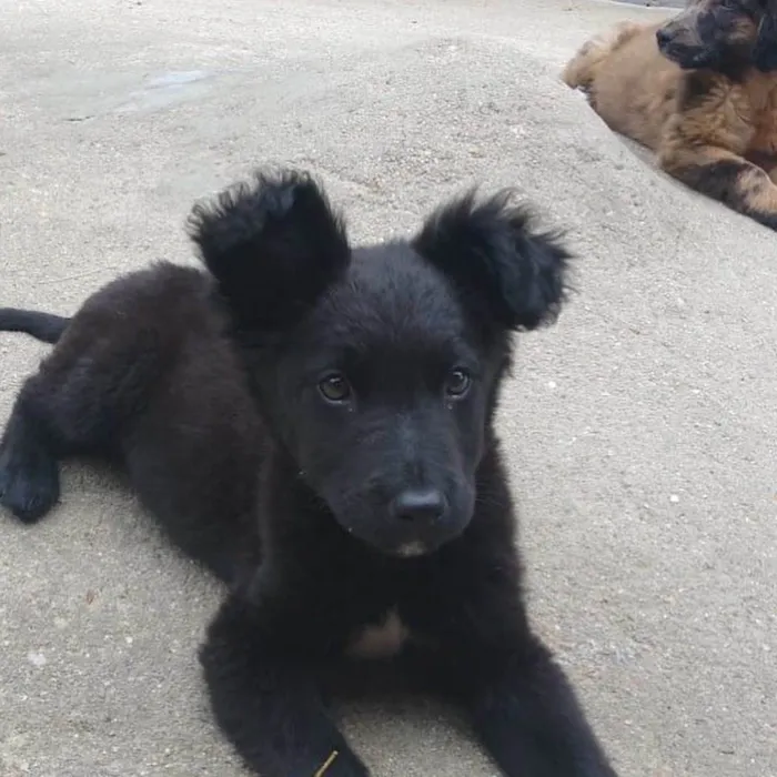 Cachorro ra a Border com pastor alemão  idade 2 a 6 meses nome Não sei 