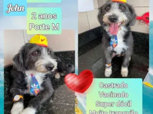 Cachorro raça SRD idade 2 anos nome John