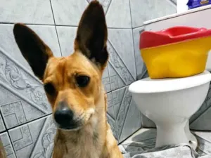 Cachorro raça Vira-lata  idade 2 anos nome Luna