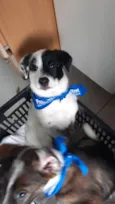 Cachorro raça mae border collie, pai desconh idade 2 a 6 meses nome pirata