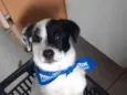 Cachorro raça mae border collie, pai desconh idade 2 a 6 meses nome pirata