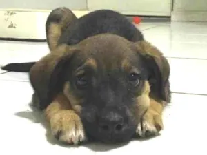 Cachorro raça Vira lata idade Abaixo de 2 meses nome Não tem nome