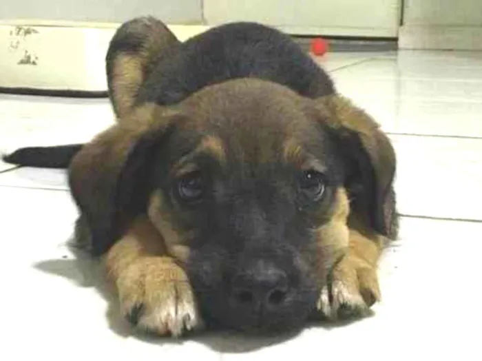 Cachorro ra a Vira lata idade Abaixo de 2 meses nome Não tem nome