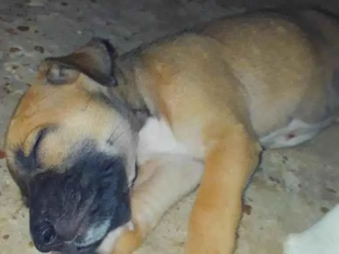 Cachorro ra a SRD idade Abaixo de 2 meses nome Babi