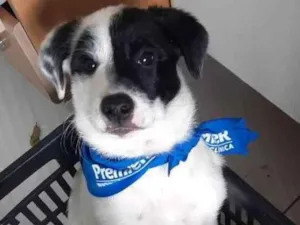 Cachorro raça mae border collie, pai desconh idade 2 a 6 meses nome pirata