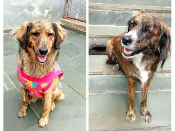 Cachorro raça Srd idade 2 anos nome Princesa e Bella 