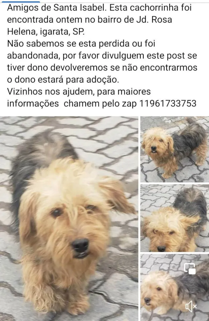 Cachorro raça SHIH TZU OU YORKSHIRE idade 1 ano nome NAO SEI