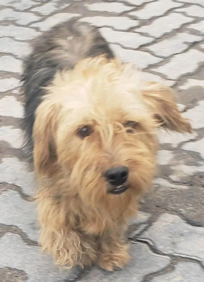 Cachorro raça SHIH TZU OU YORKSHIRE idade 1 ano nome NAO SEI