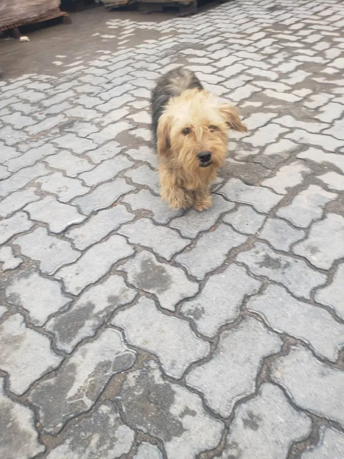 Cachorro raça SHIH TZU OU YORKSHIRE idade 1 ano nome NAO SEI