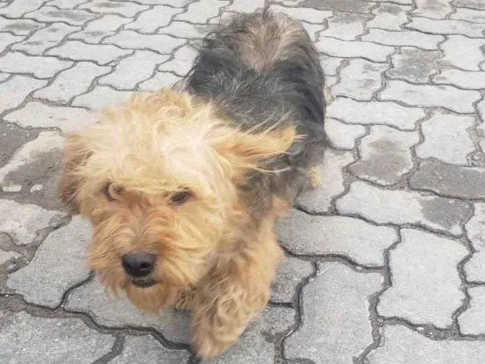 Cachorro raça SHIH TZU OU YORKSHIRE idade 1 ano nome NAO SEI