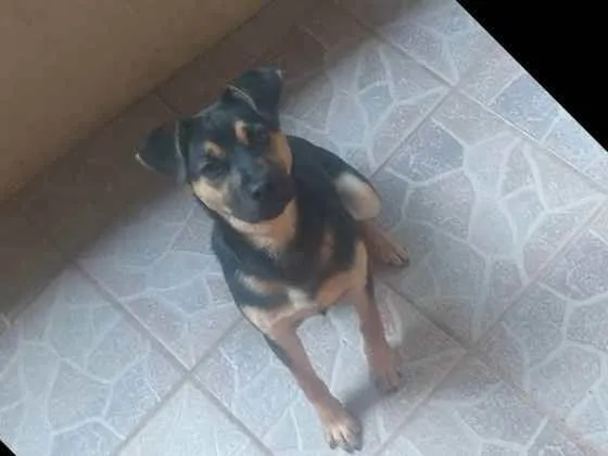 Cachorro ra a Rotivaler  idade 7 a 11 meses nome Megui