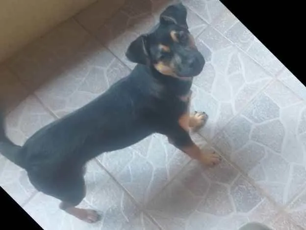 Cachorro ra a Rotivaler  idade 7 a 11 meses nome Megui