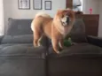 Caramelo