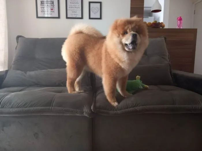 Cachorro ra a Chow Chow idade 7 a 11 meses nome Caramelo